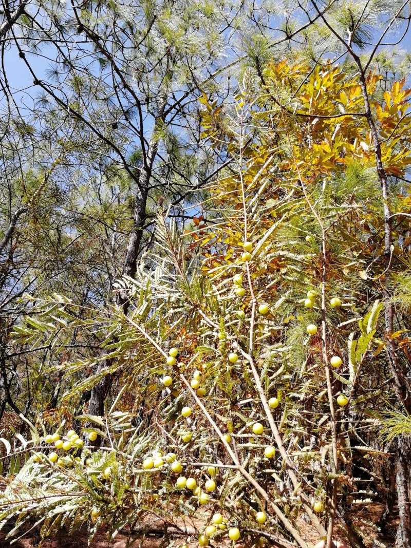 橄榄（滇橄榄、余甘子），云南高原野生余甘子