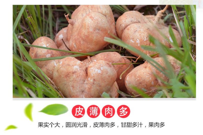 2022年新鲜地瓜特产凉薯地瓜土瓜白地瓜沙葛地梨一份5斤