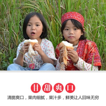 2022年新鲜地瓜特产凉薯地瓜土瓜白地瓜沙葛地梨一份5斤
