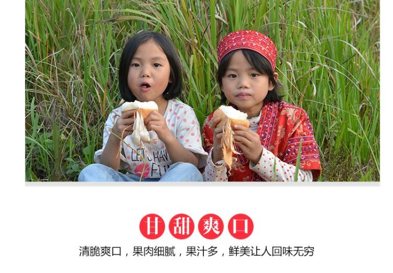 2022年新鲜地瓜特产凉薯地瓜土瓜白地瓜沙葛地梨一份5斤