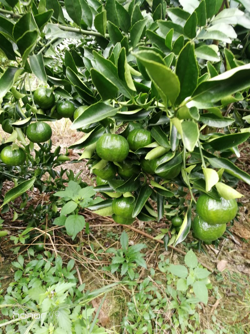 大量新会柑、小青柑(茶果)供应