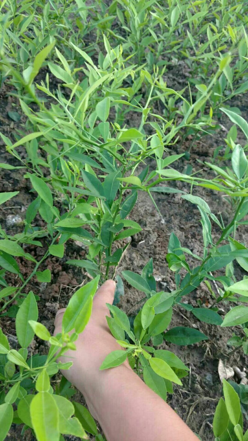 资阳本土香橙直升苗