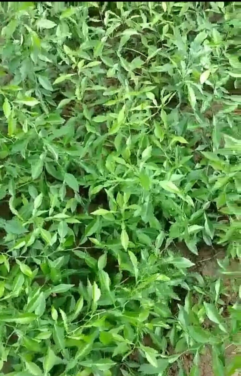 资阳本土香橙直升苗