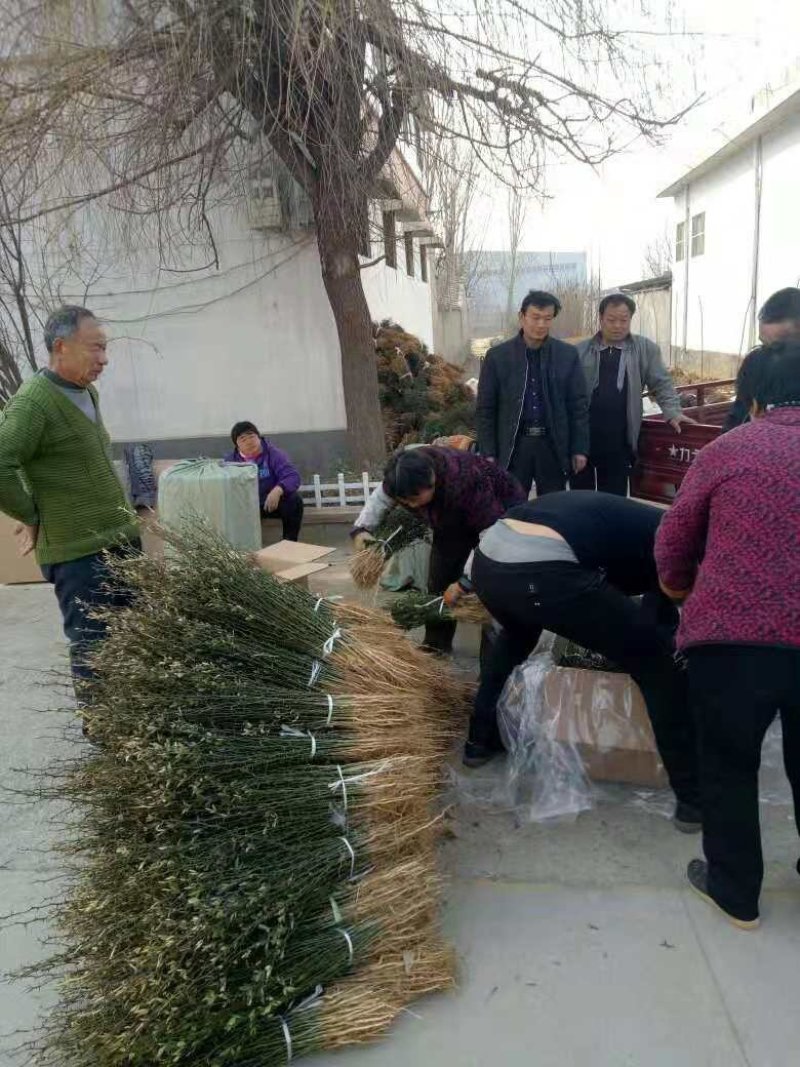 枸橘苗80cm以上，粗壮根系发达接嫁用的优质苗