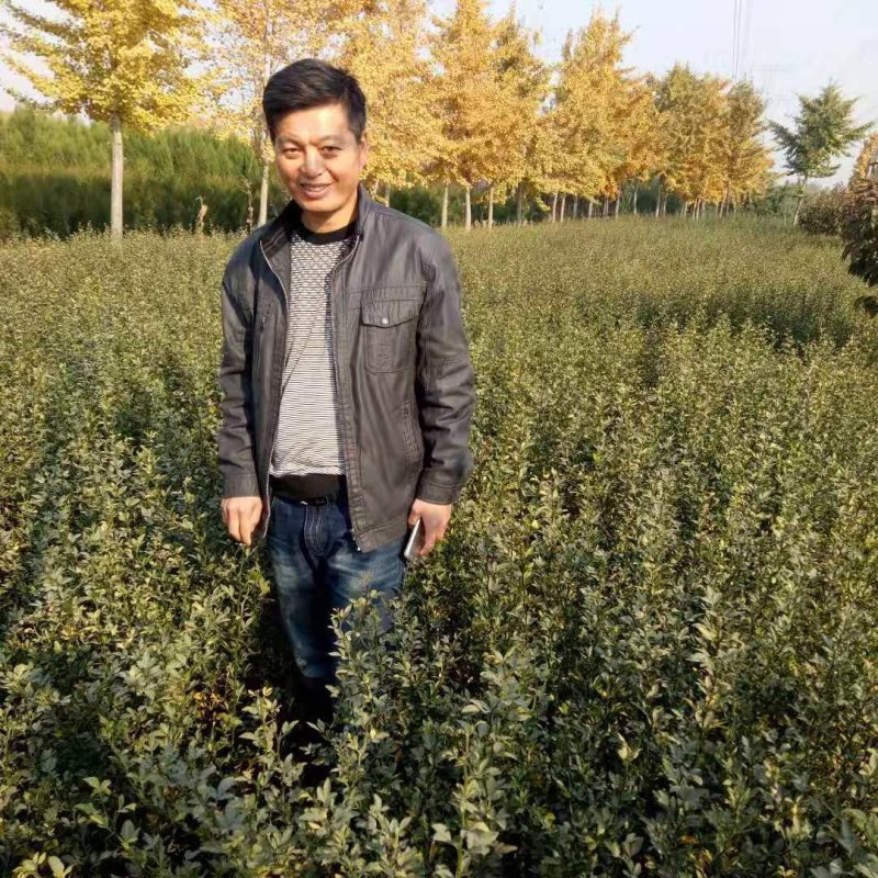 枸橘苗80cm以上，粗壮根系发达接嫁用的优质苗