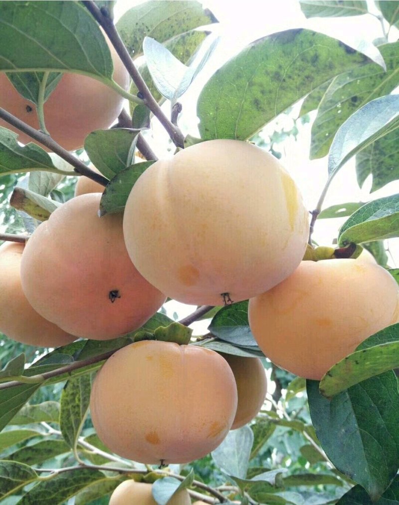 太秋甜脆柿子树苗，阳丰柿子苗，巧克力，脆甜柿
