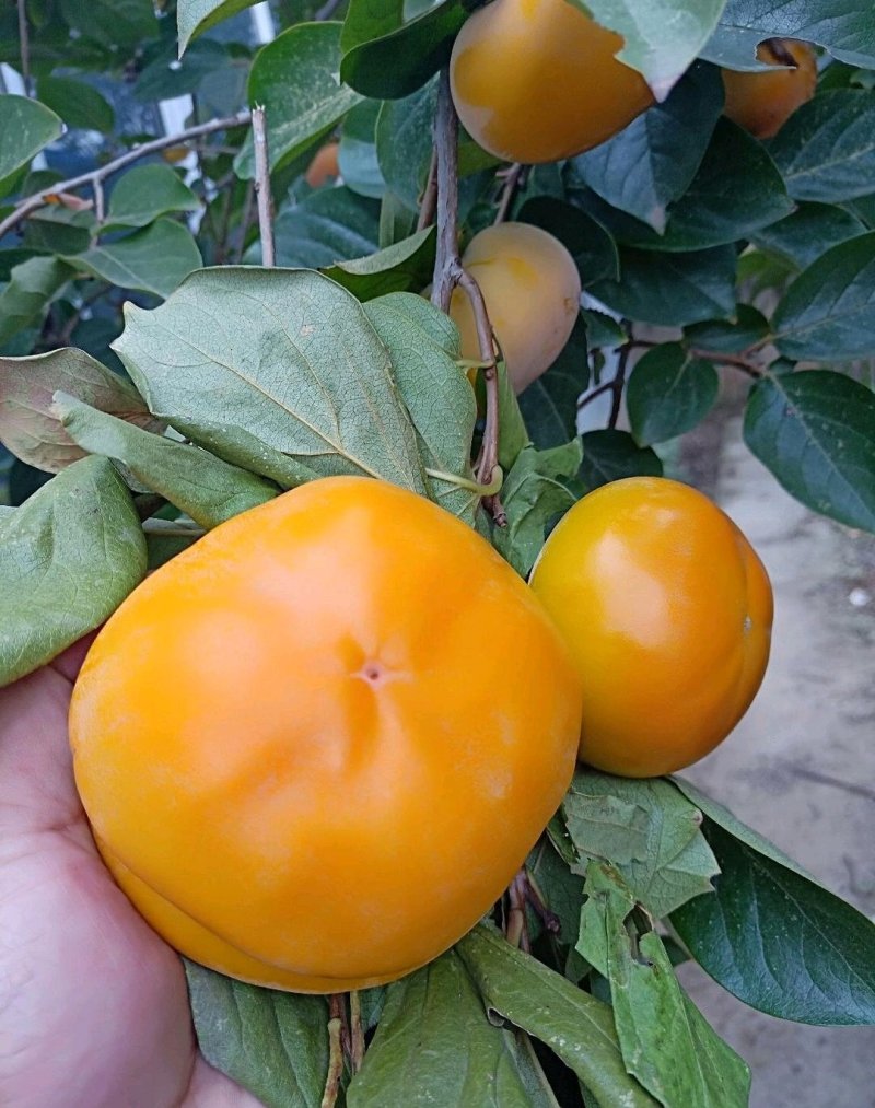 太秋甜脆柿子树苗，阳丰柿子苗，巧克力，脆甜柿
