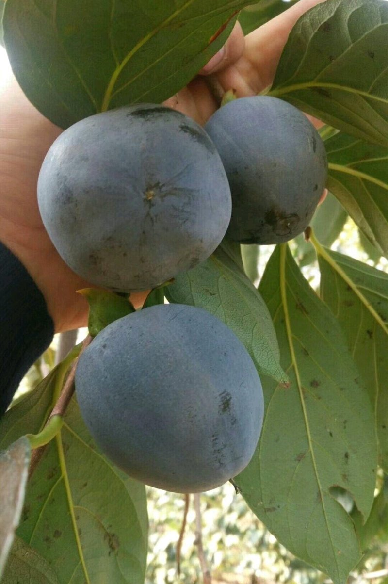 太秋甜脆柿子树苗，阳丰柿子苗，巧克力，脆甜柿