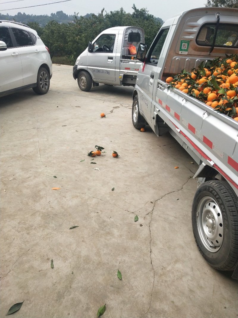 爱媛果冻橙产地直发，对接全国一切渠道大量供应欢迎对接