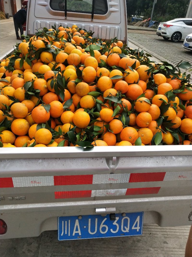 爱媛果冻橙产地直发，对接全国一切渠道大量供应欢迎对接