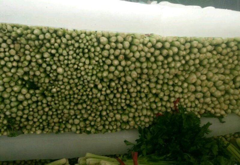 芹菜