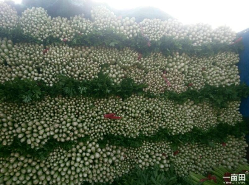 芹菜