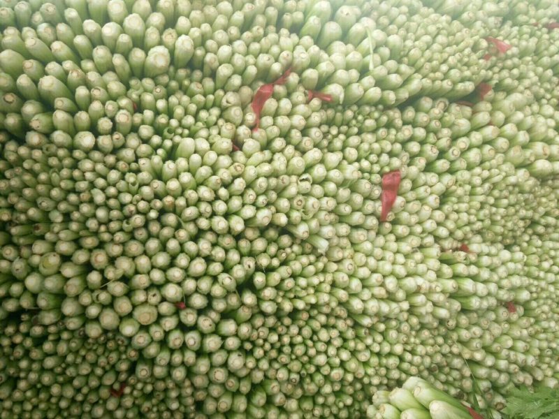 芹菜