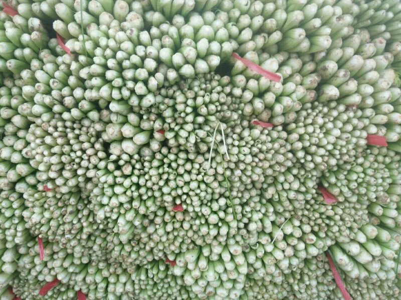 芹菜