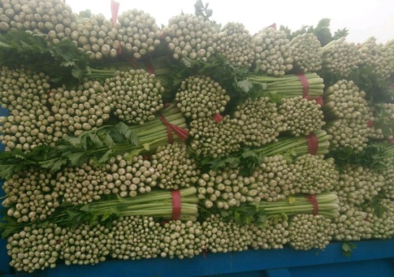 芹菜