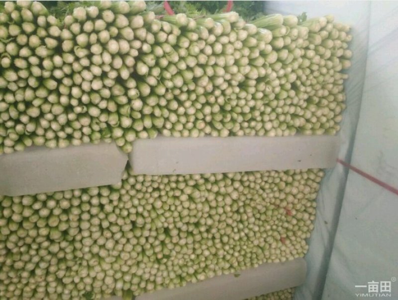 芹菜