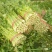 芹菜