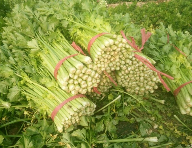芹菜