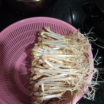 芽苗类