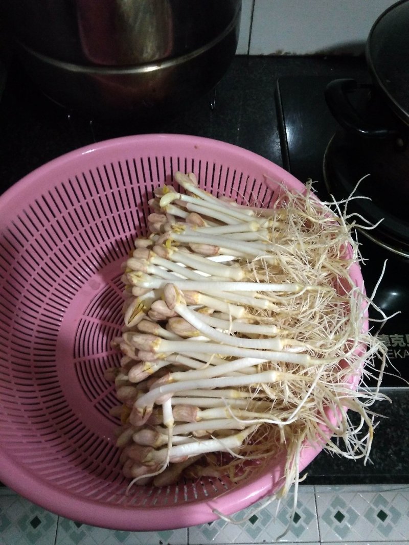 芽苗类
