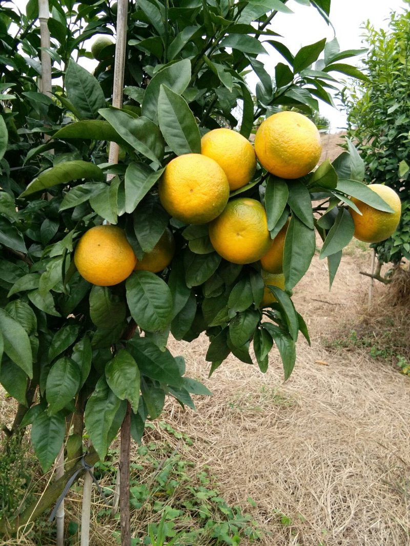 夏橙苗一年苗50－100公分高，两年苗.抗病力强