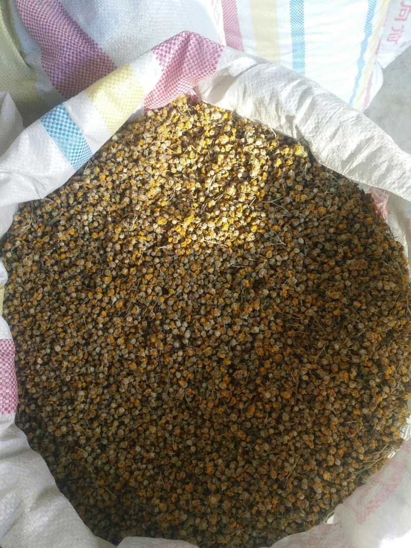 野菊花
