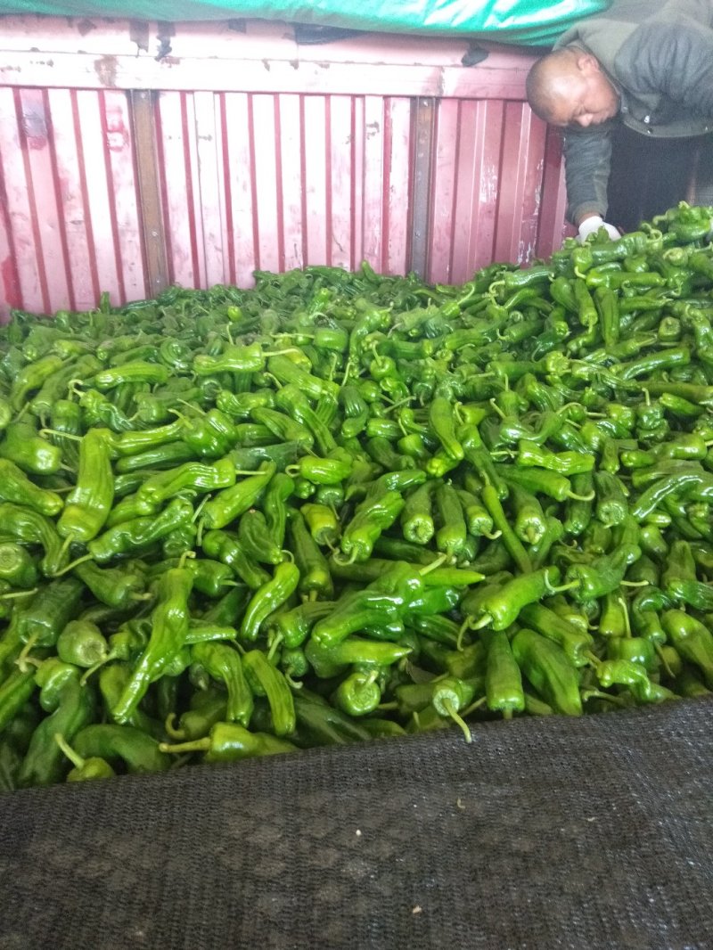 薄皮辣椒，精品，大棚鲜菜，纯青嫩亮，20公分以上，