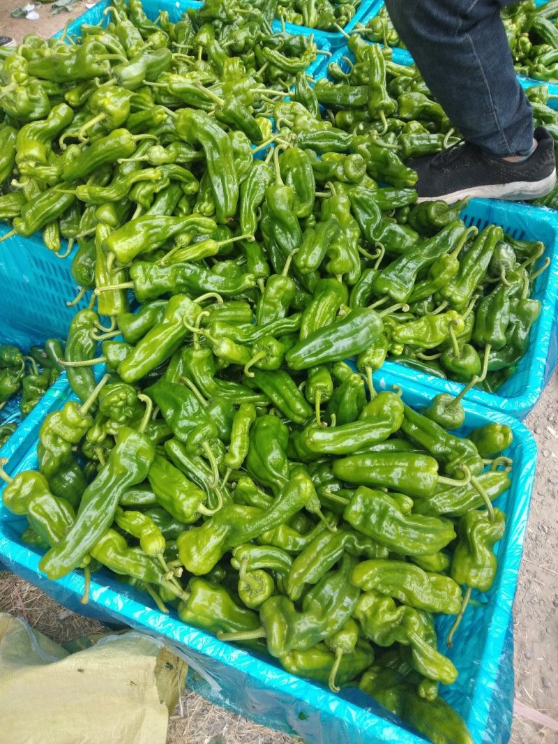 薄皮辣椒，精品，大棚鲜菜，纯青嫩亮，20公分以上，