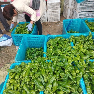薄皮辣椒，精品，大棚鲜菜，纯青嫩亮，20公分以上，