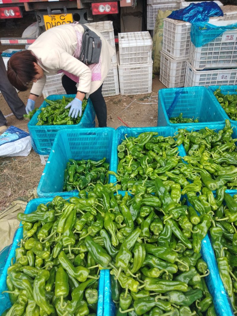 薄皮辣椒，精品，大棚鲜菜，纯青嫩亮，20公分以上，