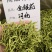 金银花
