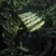 红尖叶莴笋50-60高1.5-2.5斤青杆肉绿