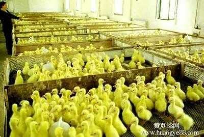 常年出售三花等各种鹅苗