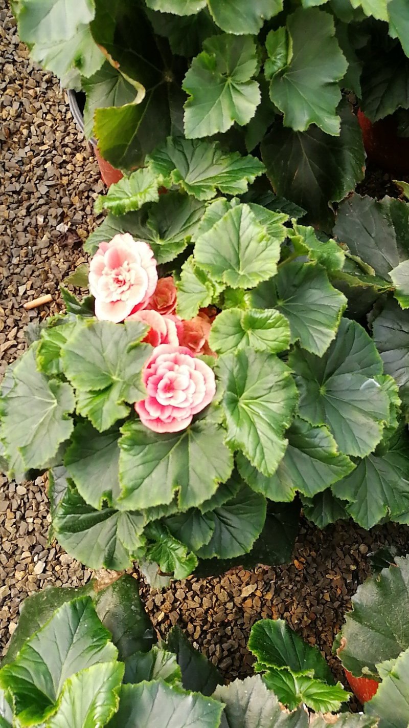 丽格海棠年宵花带盆栽好基地直供花色多，花期长