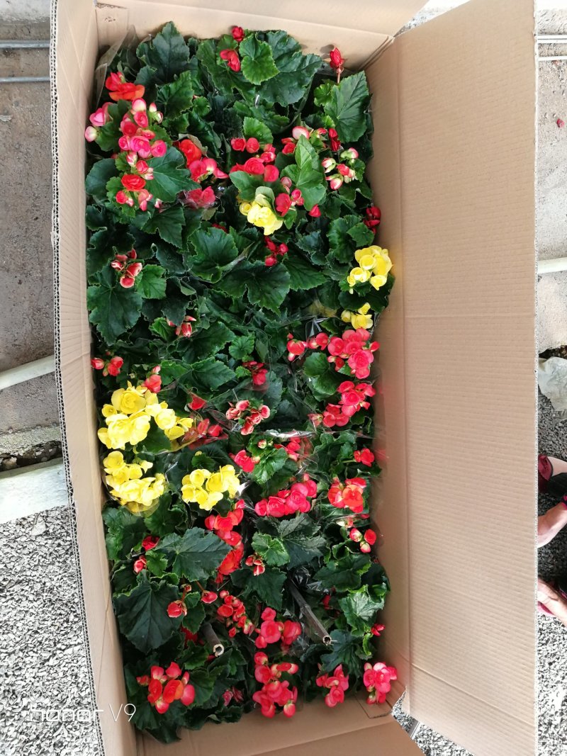 丽格海棠年宵花带盆栽好基地直供花色多，花期长