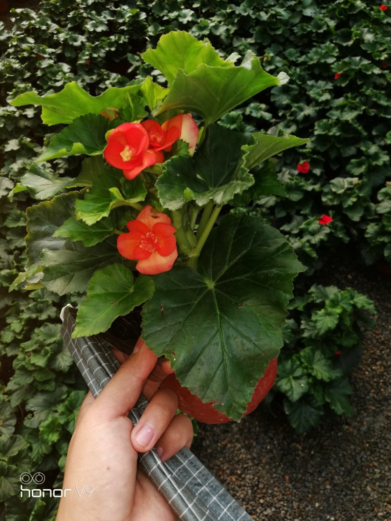 丽格海棠年宵花带盆栽好基地直供花色多，花期长