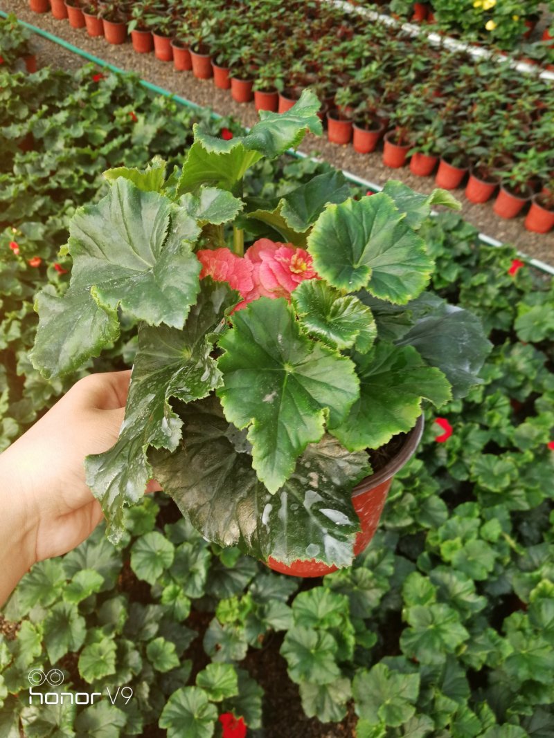 丽格海棠年宵花带盆栽好基地直供花色多，花期长
