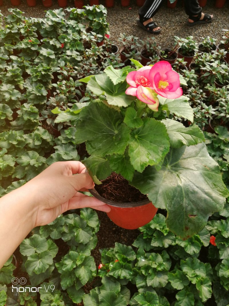 丽格海棠年宵花带盆栽好基地直供花色多，花期长