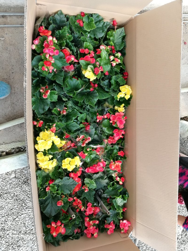 丽格海棠年宵花带盆栽好基地直供花色多，花期长