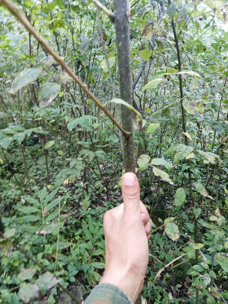 黄柏苗，正宗川黄柏苗保证质量