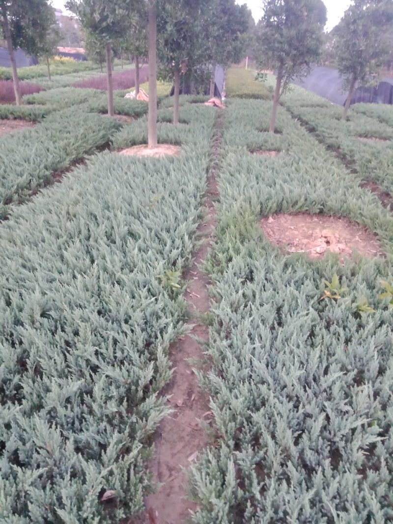 供应铺地柏，沙地柏小苗