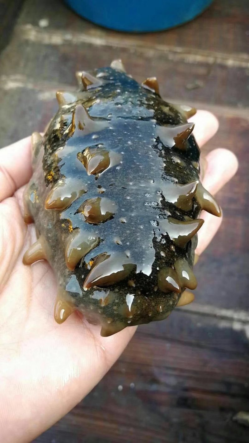 海参，鲜活海参，大连长海县海叁，辽参