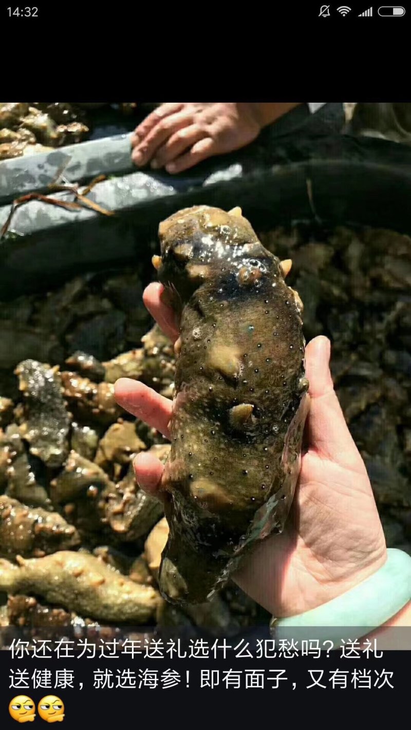 海参，鲜活海参，大连长海县海叁，辽参