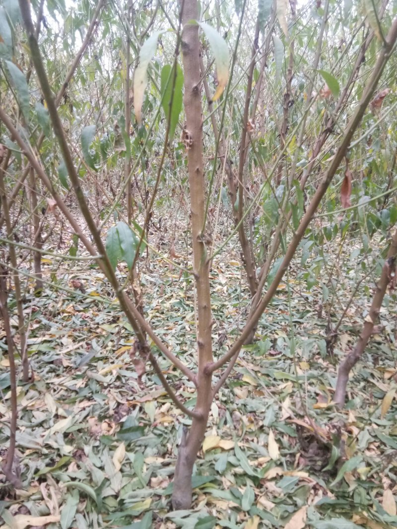 嫁接桃树苗