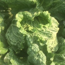北京新三号白菜7斤以上净菜
