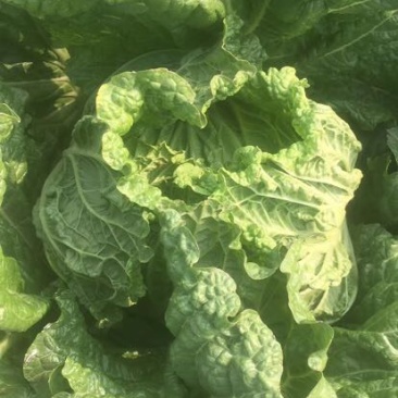 北京新三号白菜7斤以上净菜