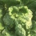 北京新三号白菜7斤以上净菜
