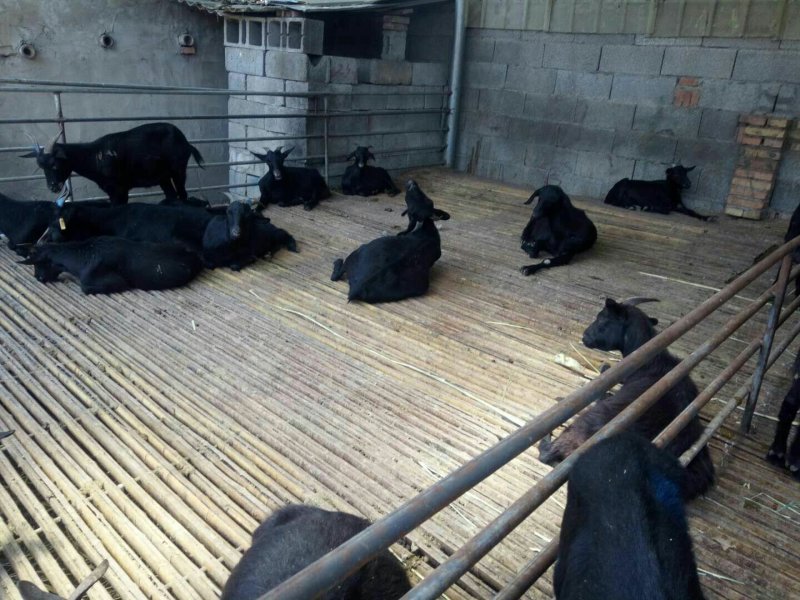 肉羊，黑山羊商品屠宰羊