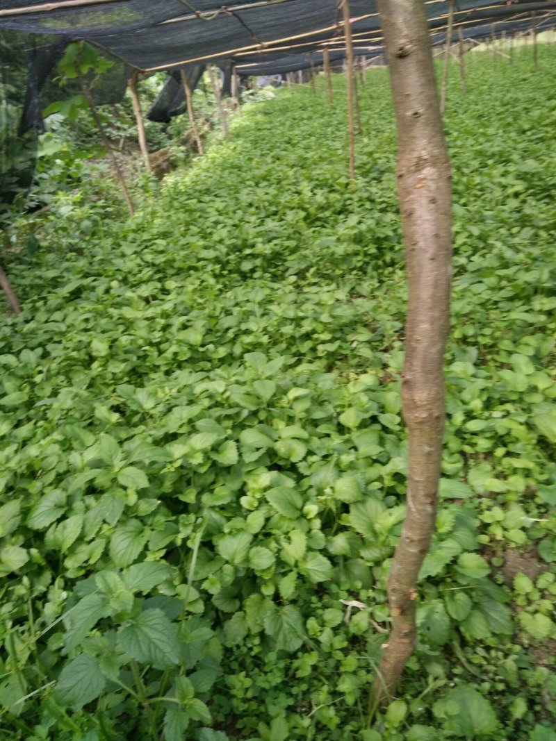 缬草油