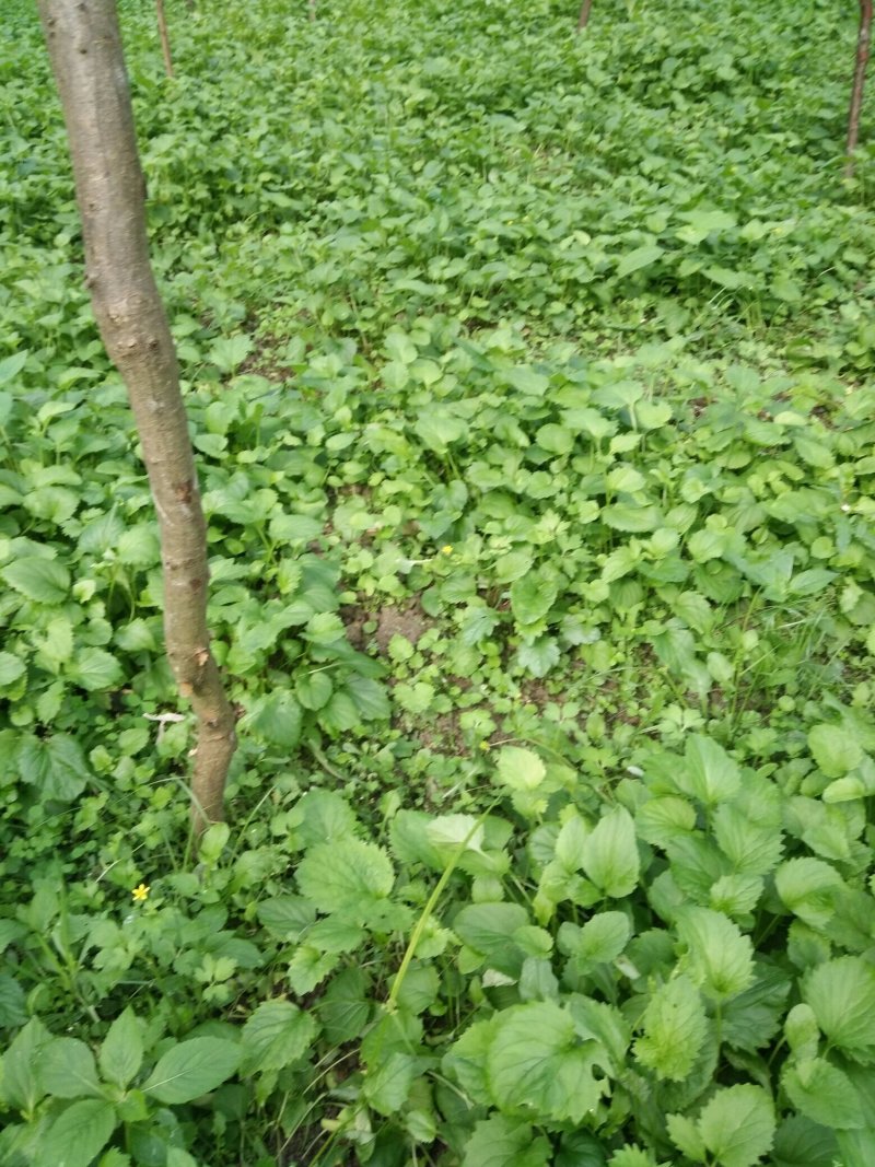 缬草油